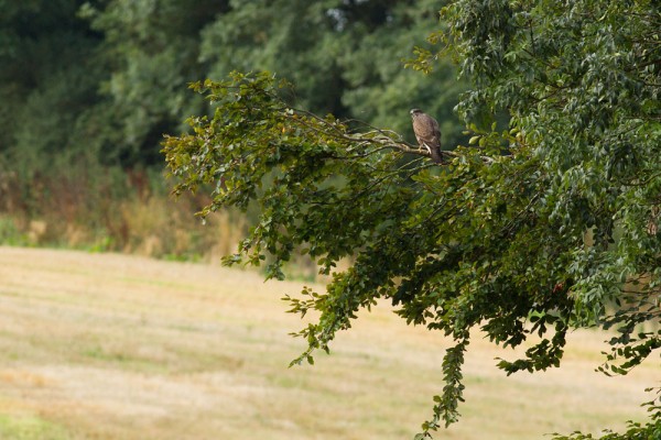 Buzzard
