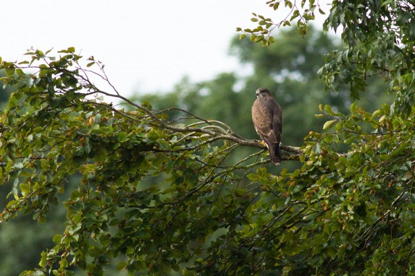 Buzzard