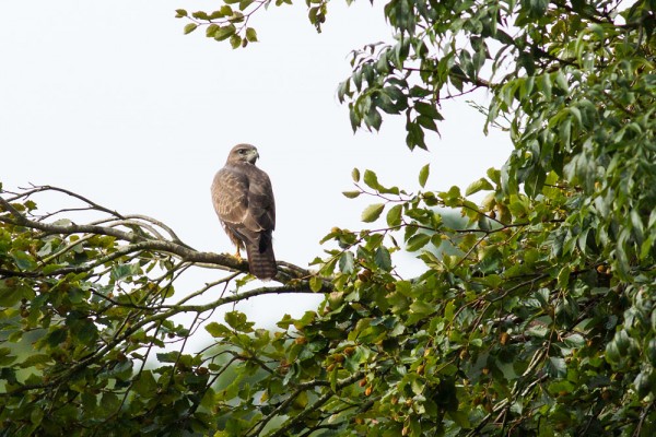 Buzzard