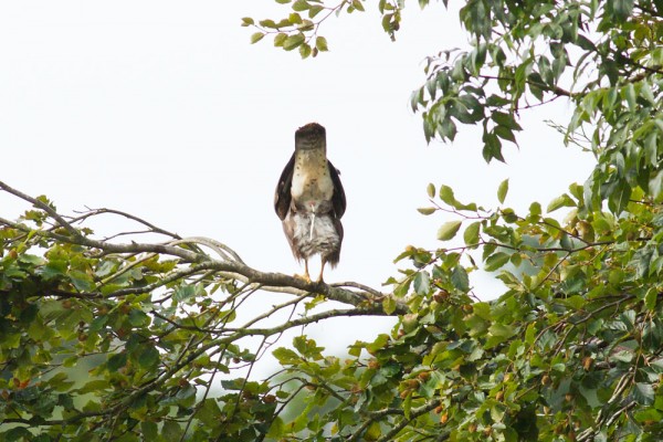 Buzzard