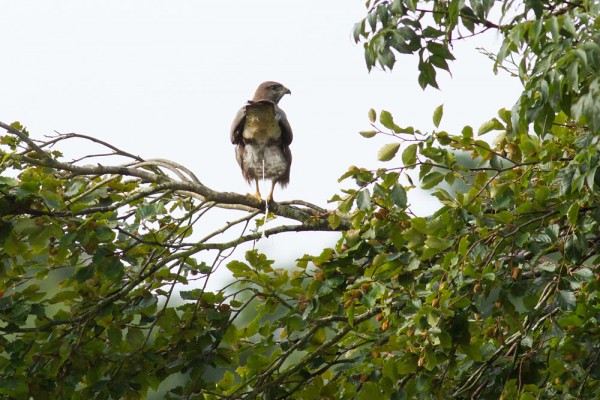 Buzzard
