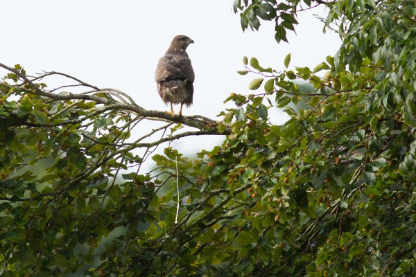 Buzzard