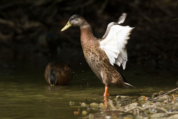 duck