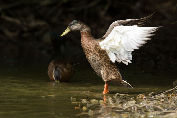 duck