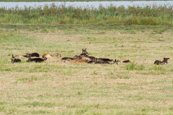Fallow deer