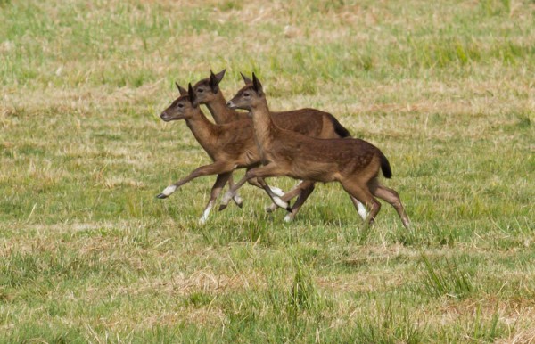 Fallow deer