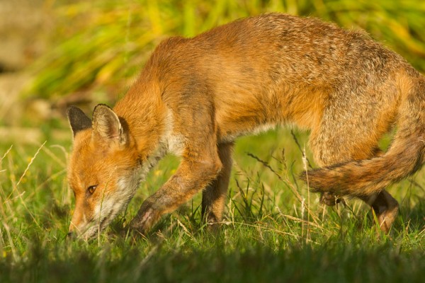 Foxes