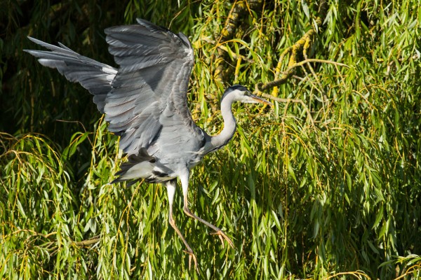 grey heron
