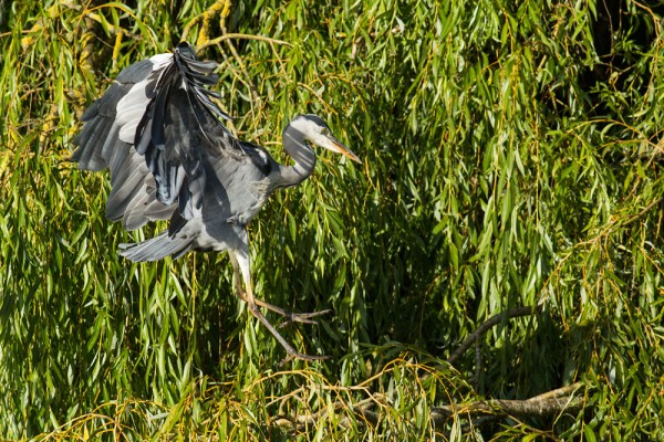grey heron