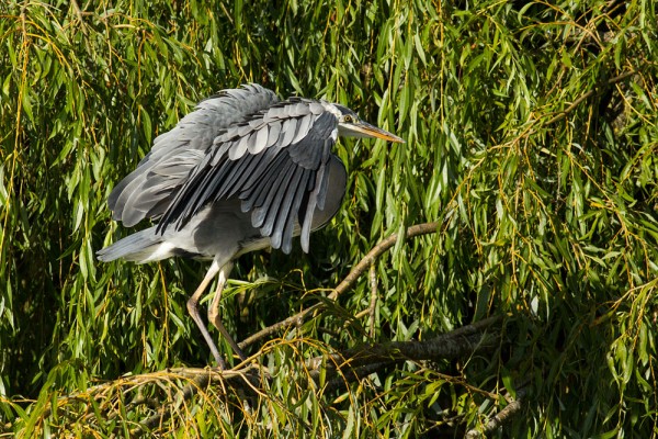 grey heron