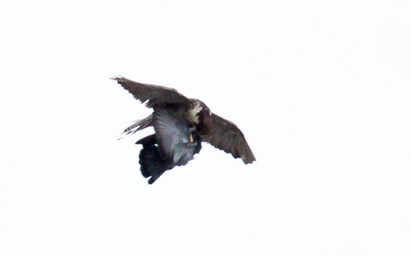 Peregrine falcon and prey