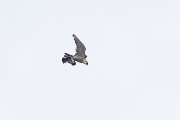 Peregrine falcon and prey