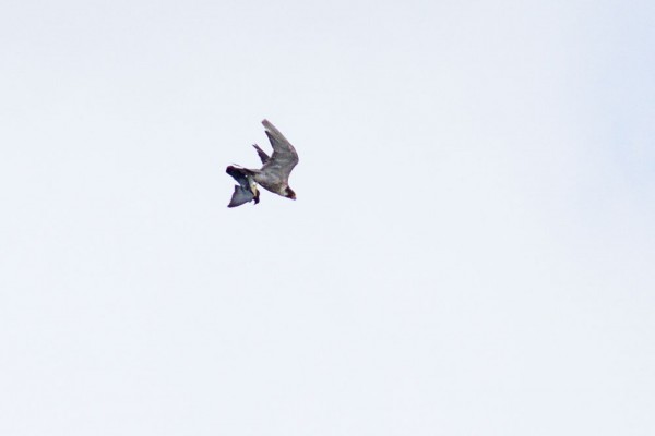 Peregrine falcon and prey