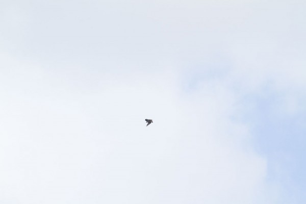 Peregrine falcon and prey