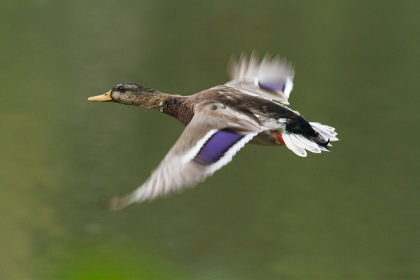 Duck in flight