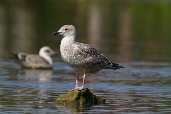 herring gull