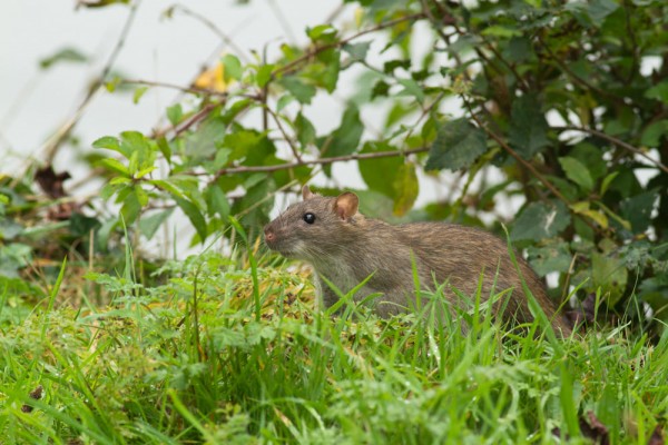 Rat on grass bank at Falmer Pond, East Sussex