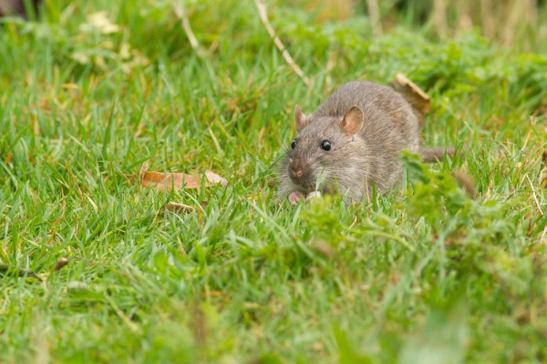 Rat on grass bank at Falmer Pond, East Sussex
