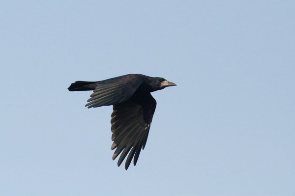Rook in flight