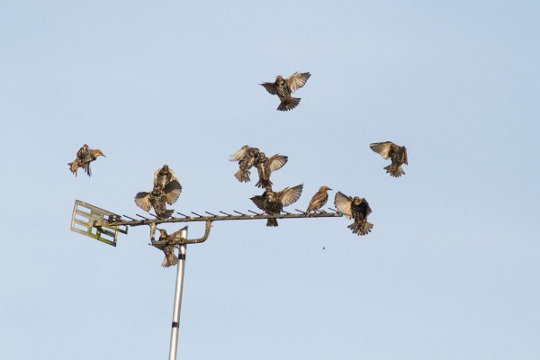 starlings on tv aerial