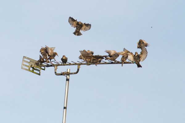 starlings on tv aerial