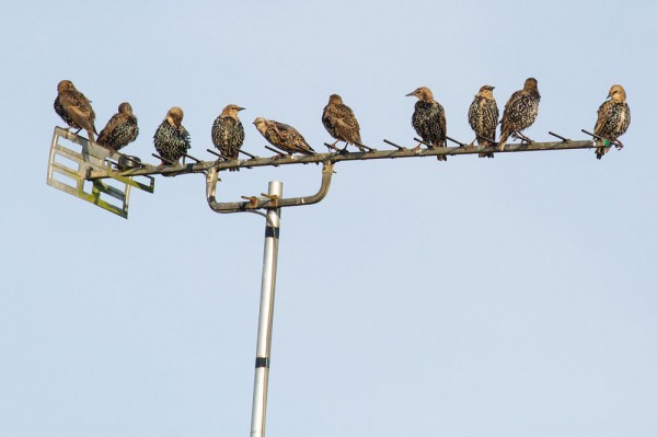 starlings on tv aerial