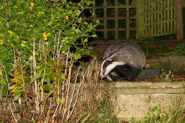 Badger