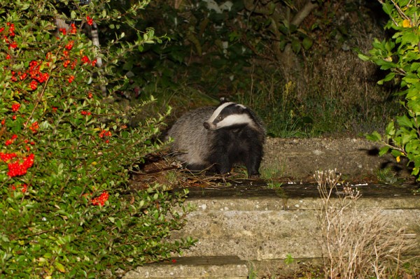 Badger