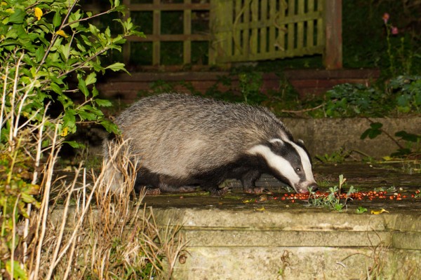 Badger