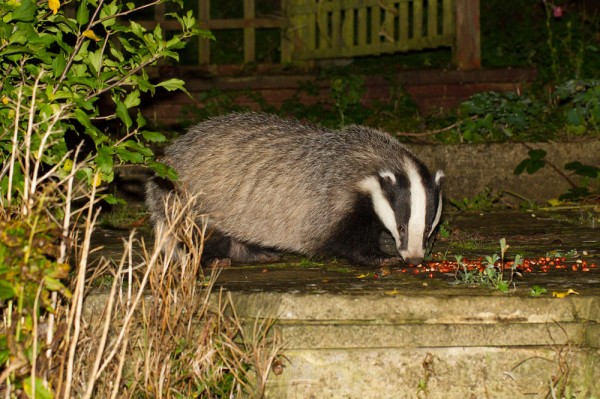 Badger