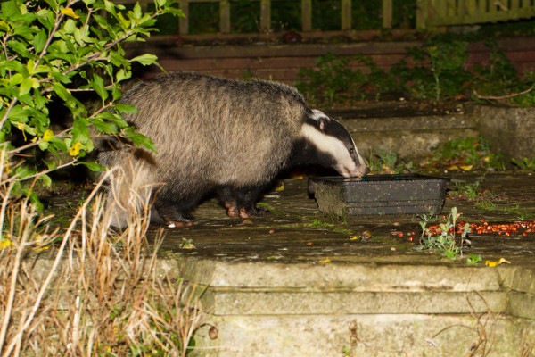 badger drinking
