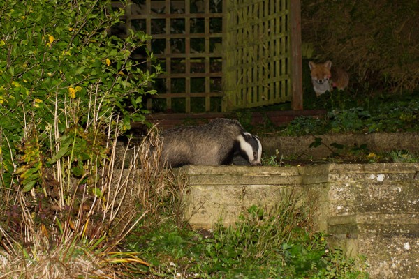 badger and fox