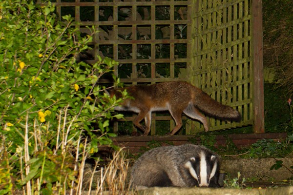 fox and badger