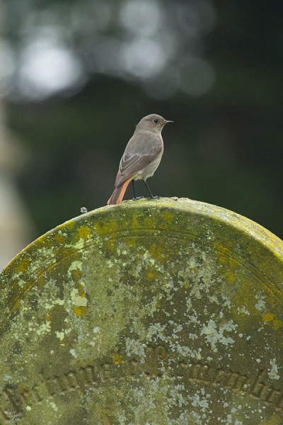 Black redstart