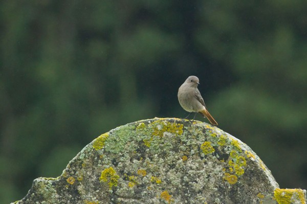 Black redstart