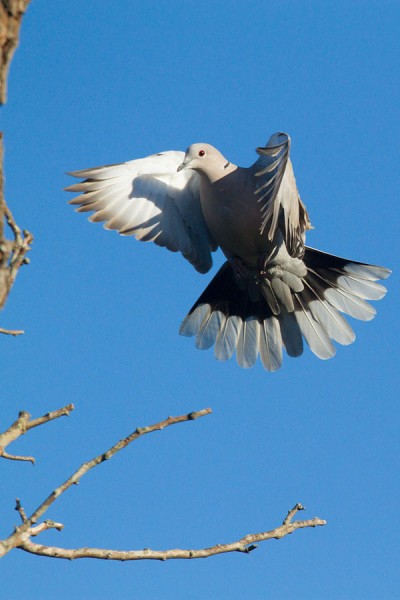 Collared Dove