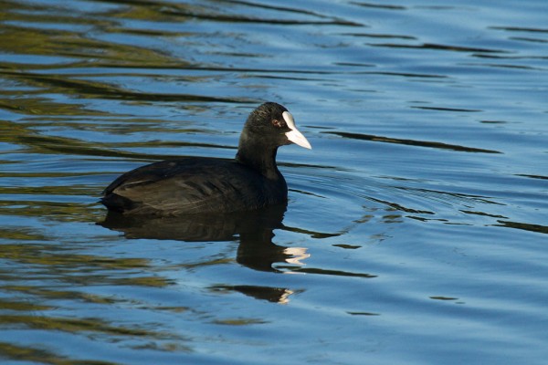 Coot