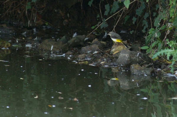 grey wagtail