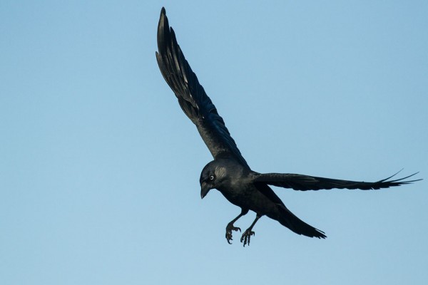 Jackdaw