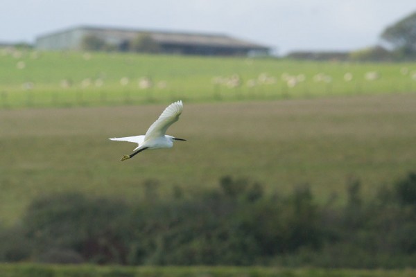 Little egret