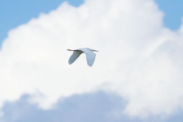 Little egret