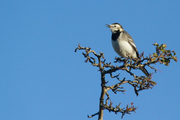 Pied Wagtail