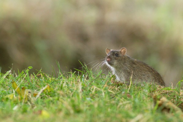 Rat