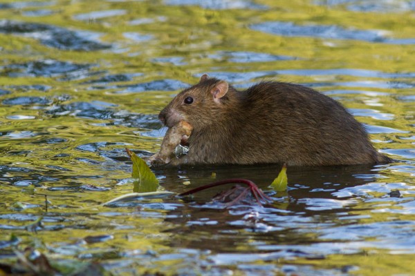 rat with bread