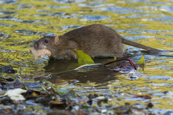 rat with bread
