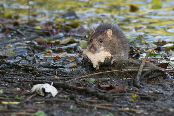 rat with bread