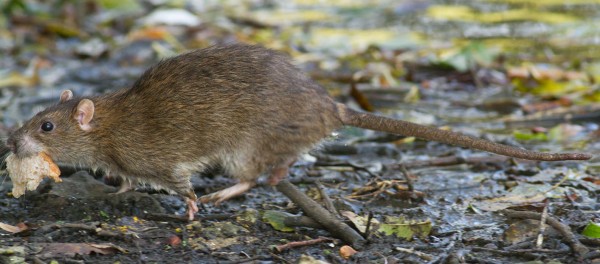 rat running with bread