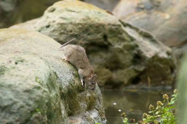 rat on rock