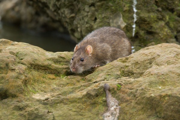 Rat