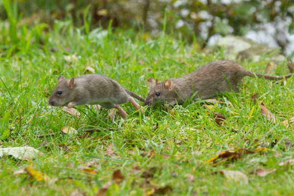 two rats running